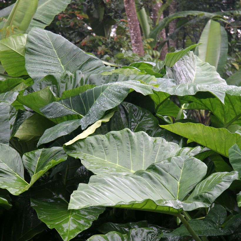 Alocasia Sumo® - Elephant's Ear (Foliage)