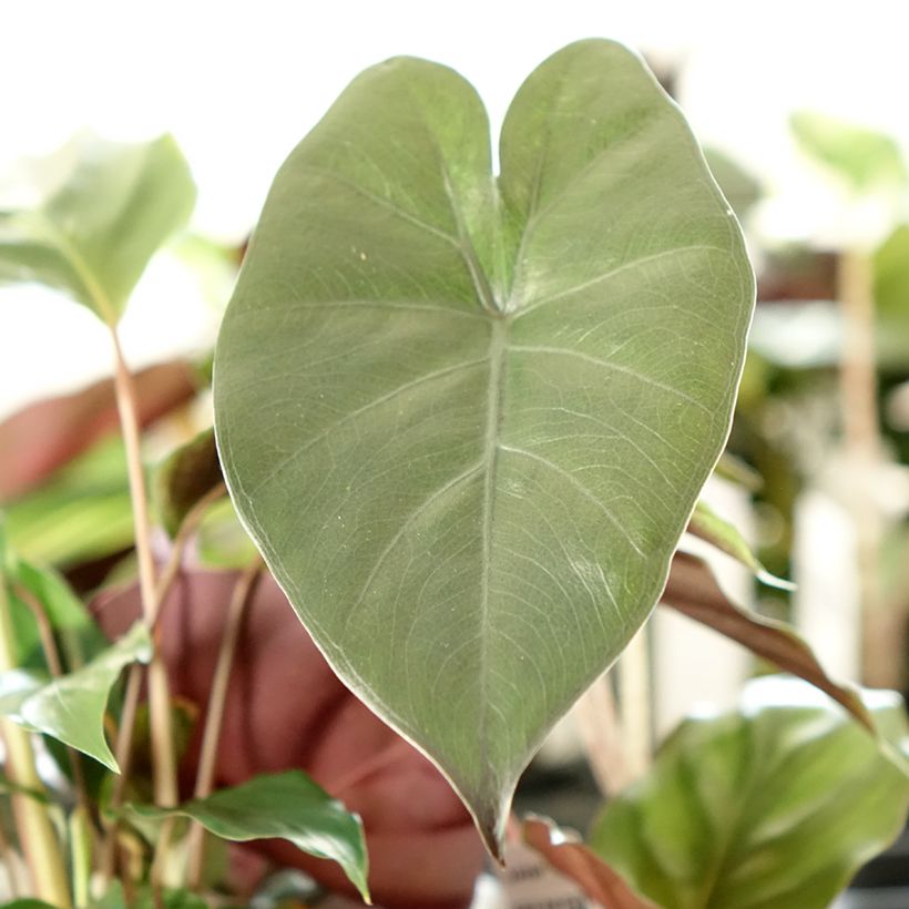 Alocasia sarawakensis Yucatan Princess - Elephant's ear (Foliage)
