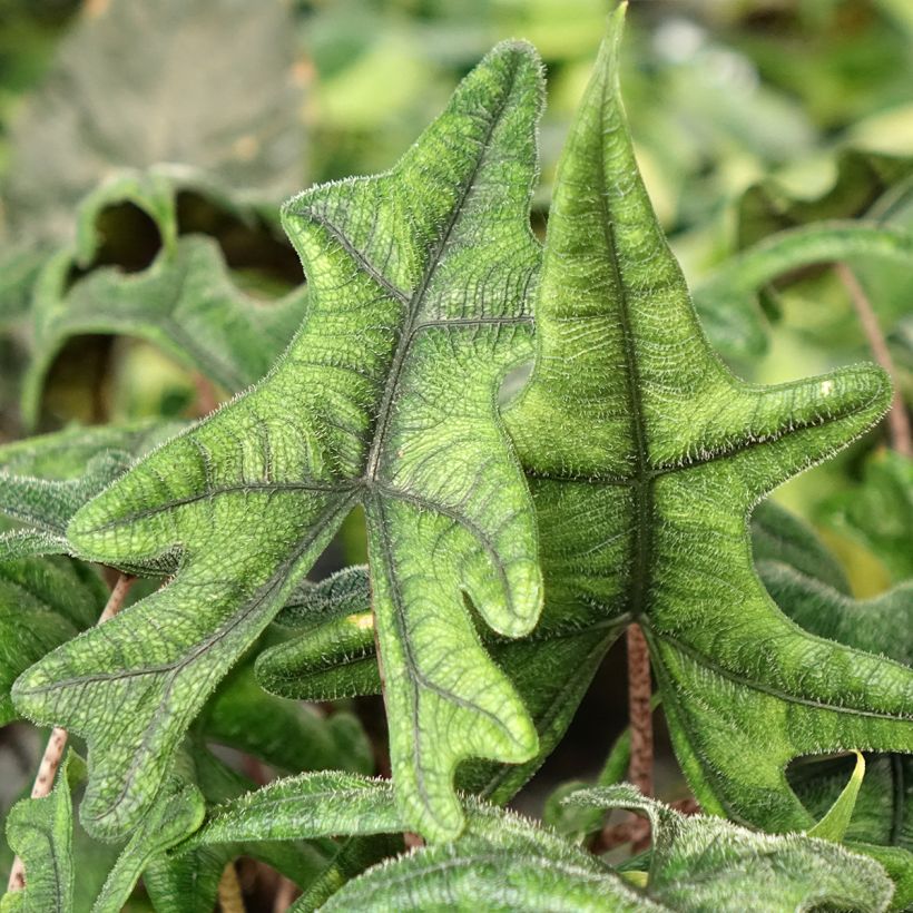 Alocasia tandurusa Jacklyn - Elephant's ears plant (Foliage)