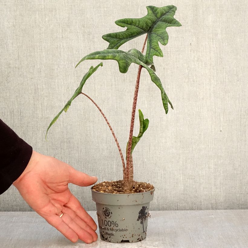 Alocasia tandurusa Jacklyn - Elephant's ears plant 12cm pot sample as delivered in spring