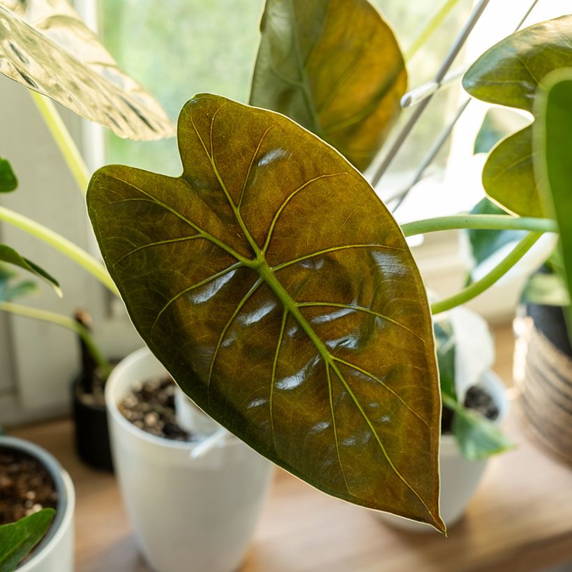 Alocasia wentii - Hardy elephant's ear (Foliage)