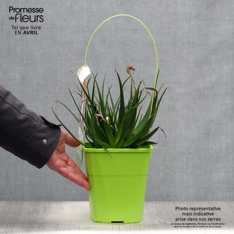 Aloe Safari Sunrise 3L/4L pot sample as delivered in spring