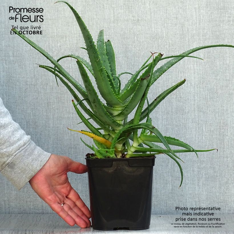 Aloe arborescens 2L/3L pot sample as delivered in autumn