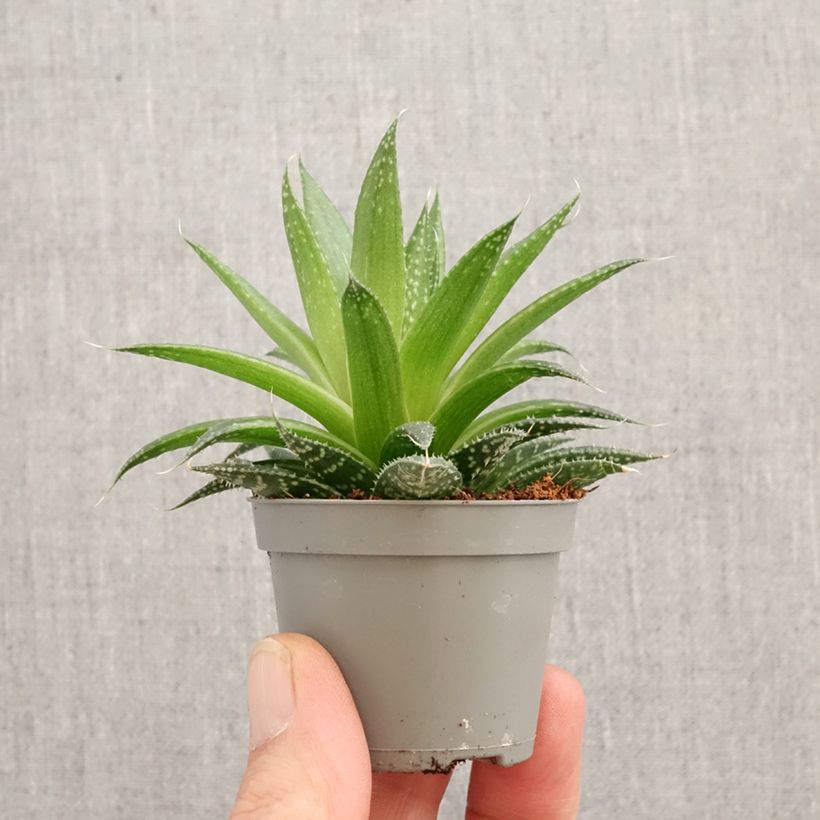 Aloe aristata   mini plant sample as delivered in spring