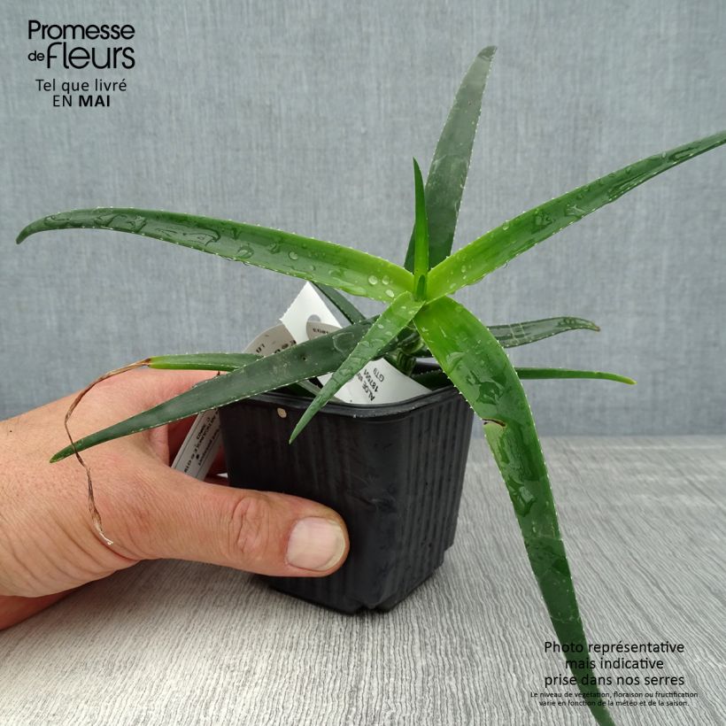Aloe striatula ArticJungle 8/9 cm pot sample as delivered in spring