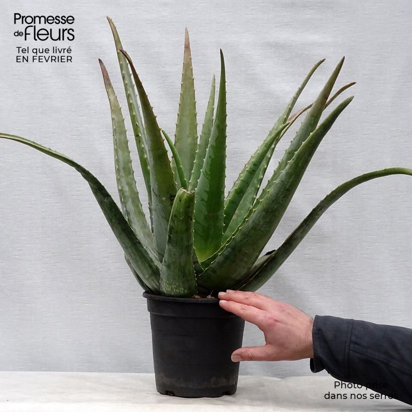 Aloe vera  2L/3L pot sample as delivered in winter