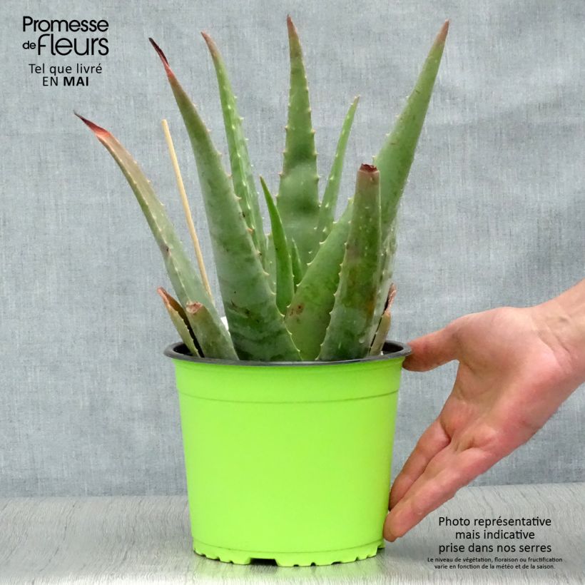 Aloe vera  2L/3L pot sample as delivered in spring