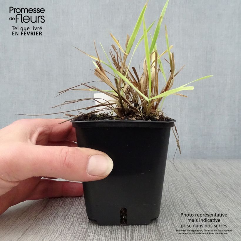 Alopecurus pratensis Aureovariegatus 8/9 cm pot sample as delivered in winter