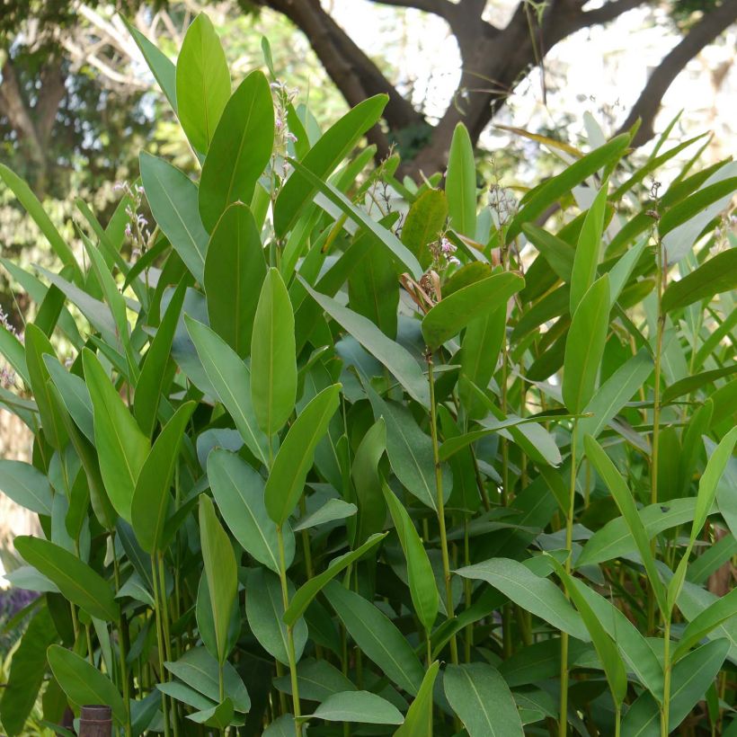 Alpinia galanga - Greater Galangal (Foliage)