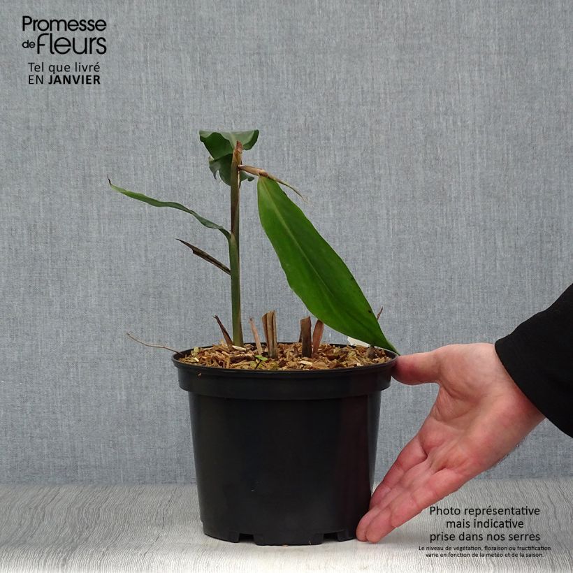 Alpinia galanga - Greater Galangal 2L/3L pot sample as delivered in winter