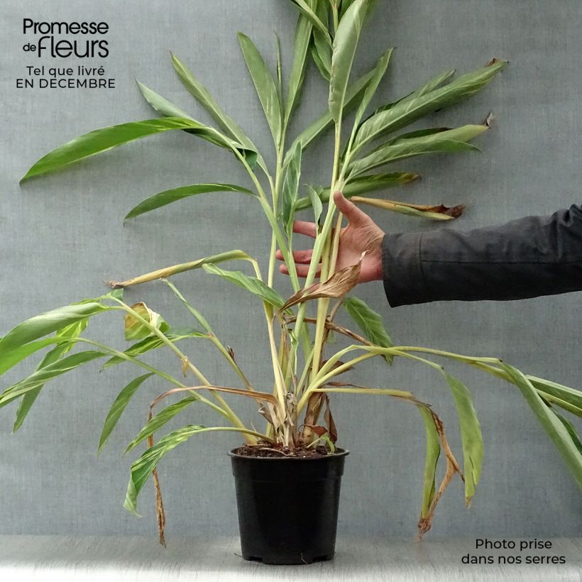 Alpinia zerumbet Variegata 2L/3L pot sample as delivered in winter