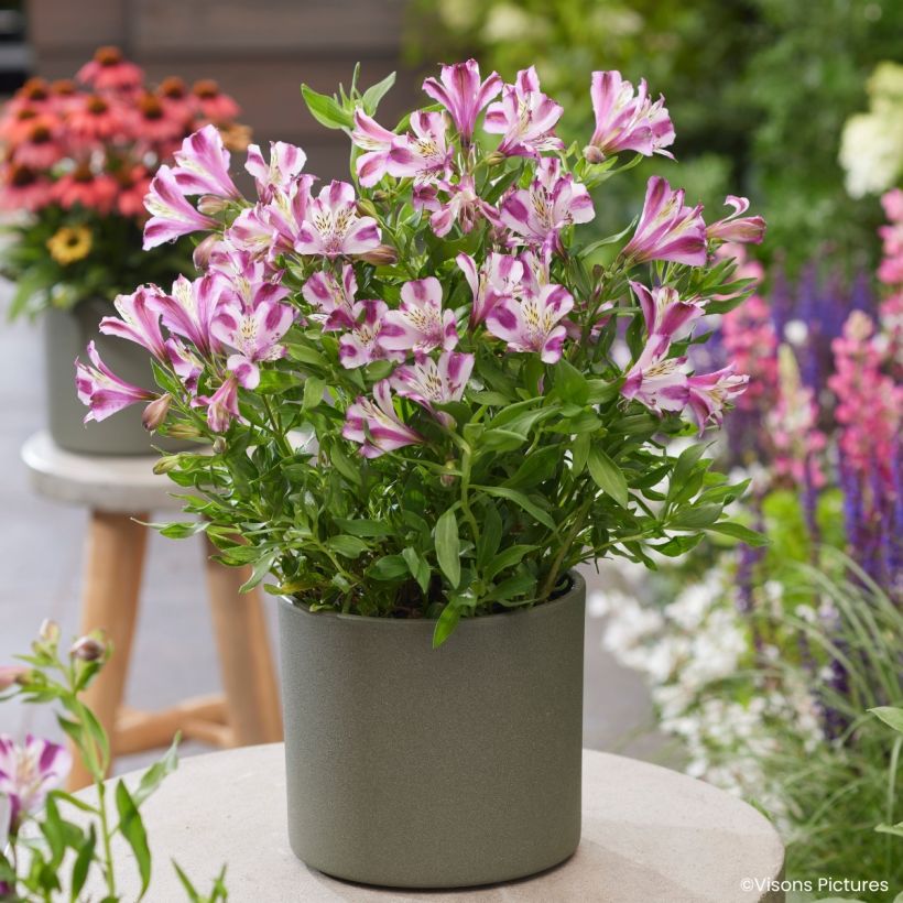 Alstroemeria Duchesses d'Anjou Valentine (Plant habit)