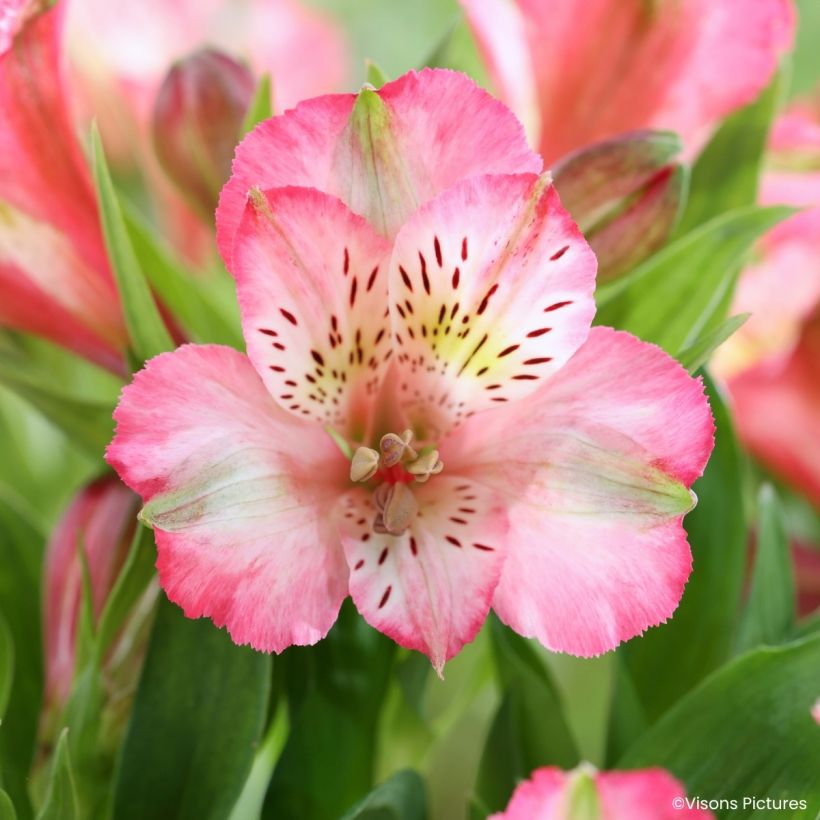 Alstroemeria Pitchounes Charlotte® (Flowering)