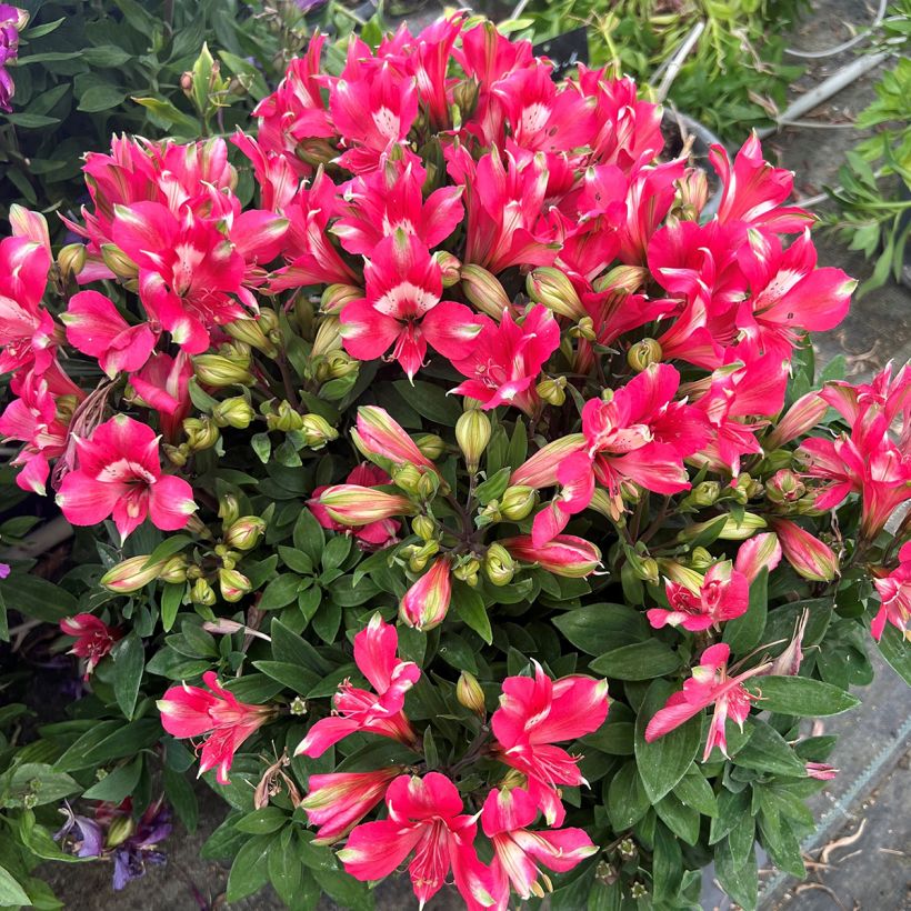 Alstroemeria Pitchounes Lily Rose (Plant habit)
