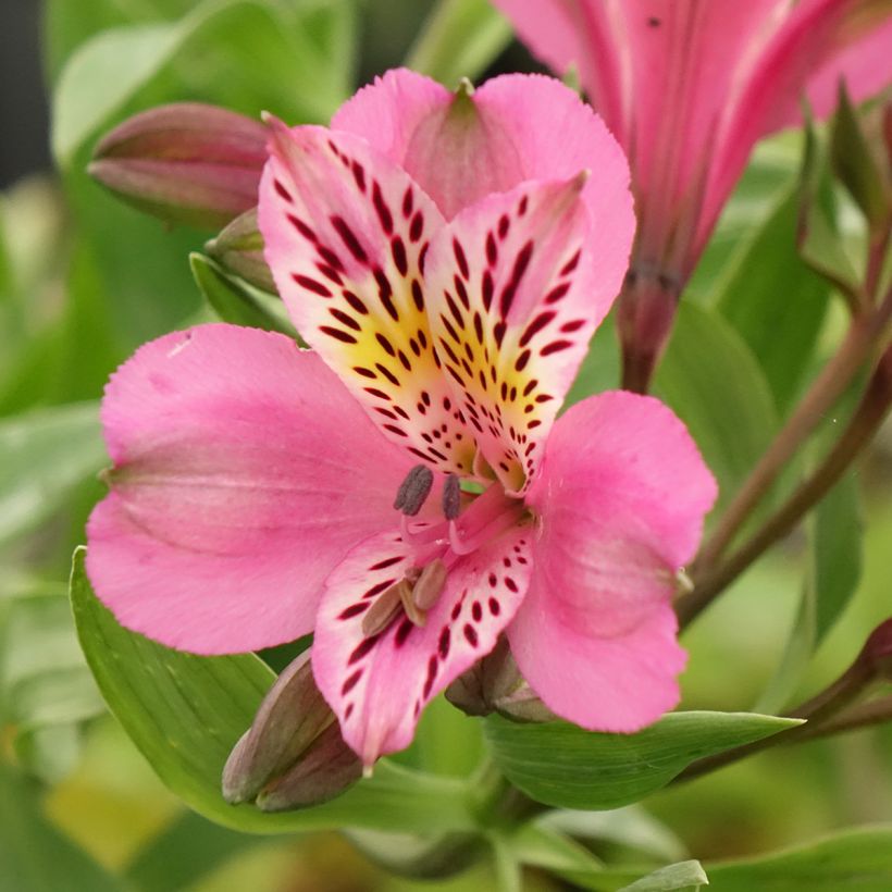 Alstroemeria Duc d'Anjou Charles (Flowering)