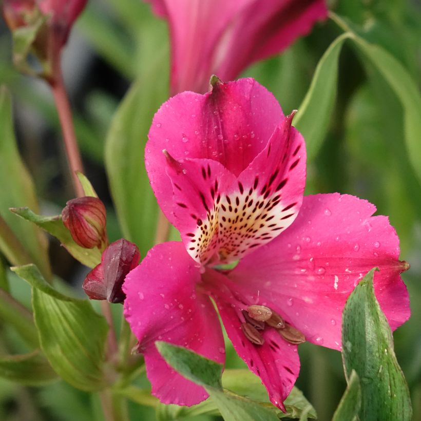 Alstroemeria Duc d'Anjou Edouard (Flowering)