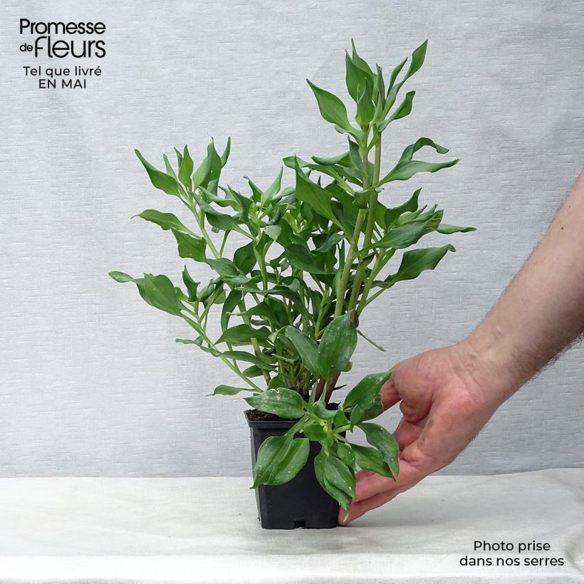 Alstroemeria  uc d'Anjou Jean 8/9 cm pot sample as delivered in spring