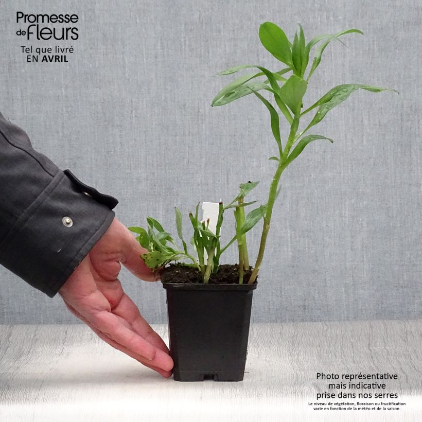 Alstroemeria Duc d'Anjou Edouard 8/9 cm pot sample as delivered in spring