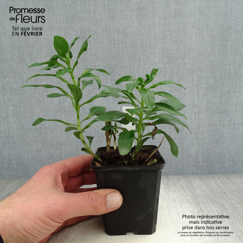 Alstroemeria Duc d'Anjou Edouard 8/9 cm pot sample as delivered in winter