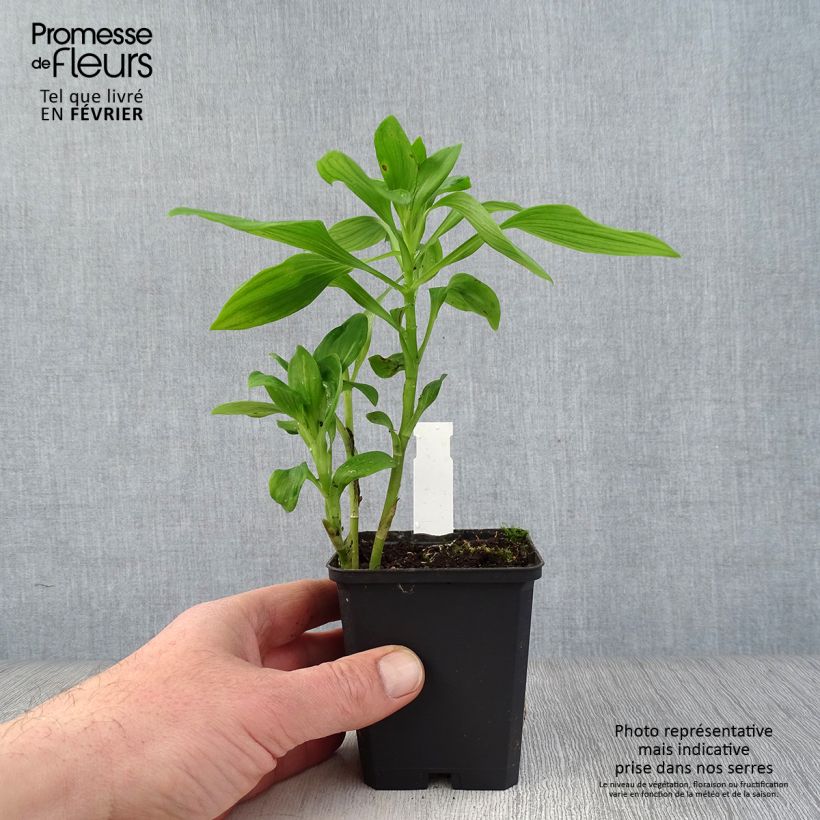 Alstroemeria Duc d'Anjou François 8/9 cm pot sample as delivered in winter