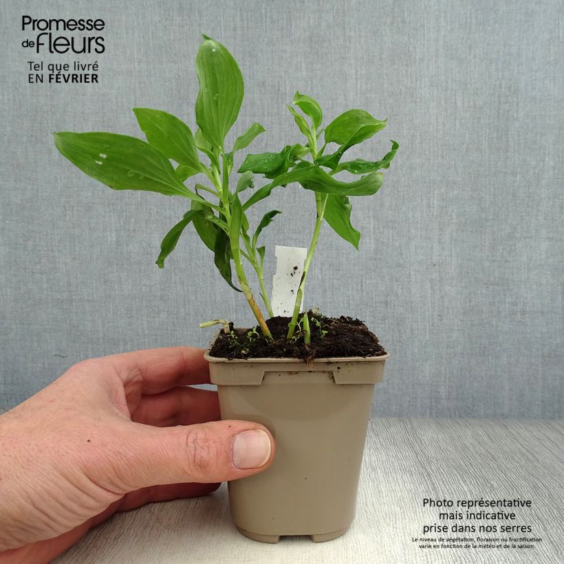 Alstroemeria  uc d'Anjou Jean 8/9 cm pot sample as delivered in winter