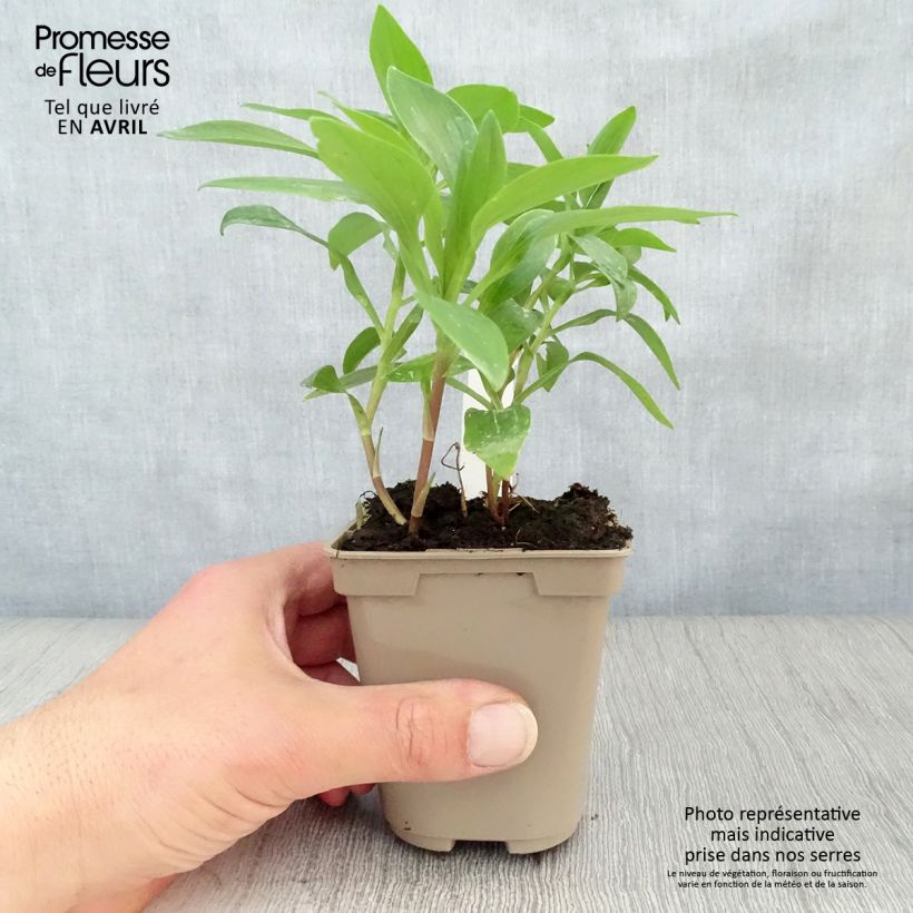 Alstroemeria Duc d'Anjou Nicolas 8/9 cm pot sample as delivered in spring