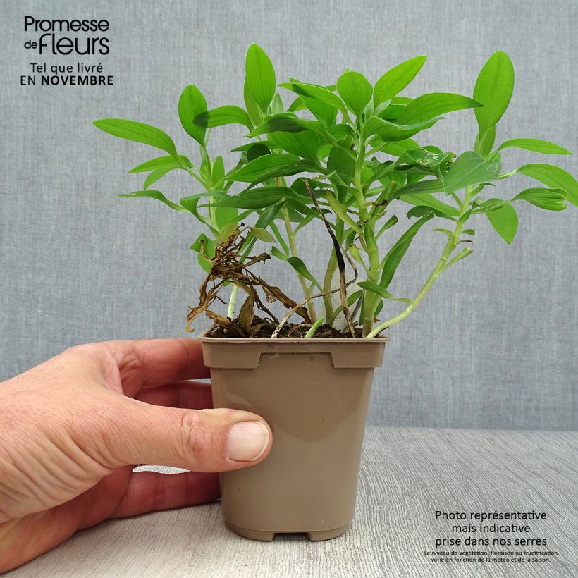 Alstroemeria Duc d'Anjou Nicolas 8/9 cm pot sample as delivered in autumn