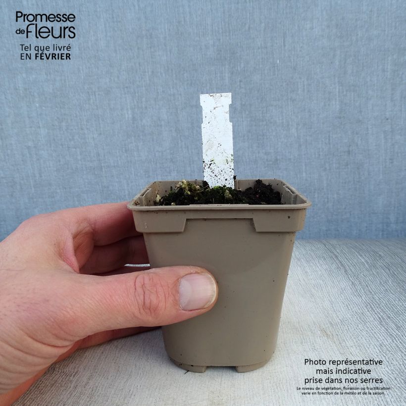 Alstroemeria Duc d'Anjou Nicolas 8/9 cm pot sample as delivered in winter