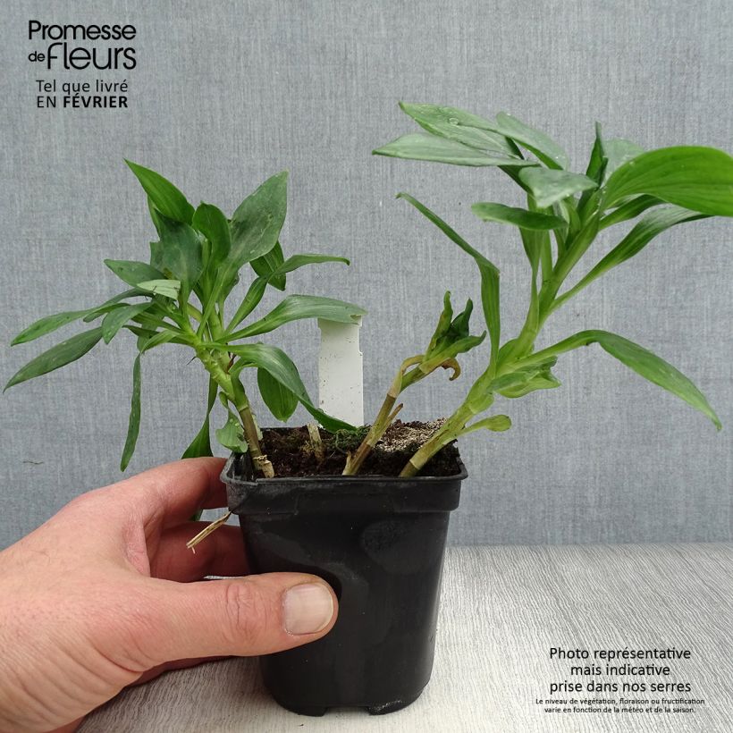 Alstroemeria Duc d'Anjou Pierre 8/9 cm pot sample as delivered in winter