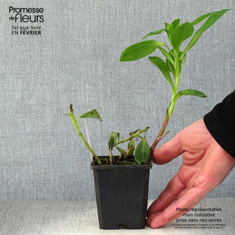 Alstroemeria Duc d'Anjou William 8/9 cm pot sample as delivered in winter