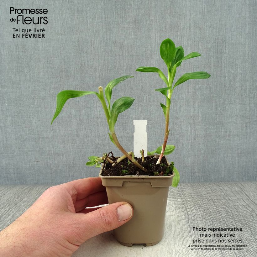 Alstroemeria Duchesses d'Anjou Beatrice 8/9 cm pot sample as delivered in winter