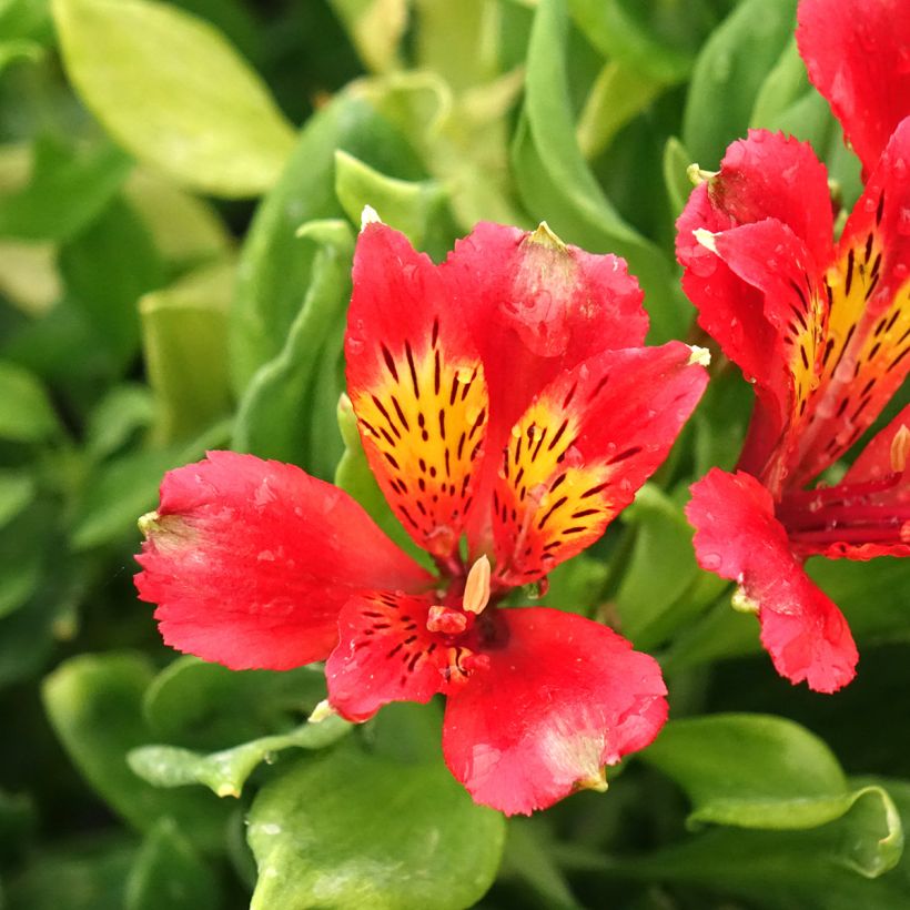 Alstroemeria Duchesses d'Anjou Diane (Flowering)