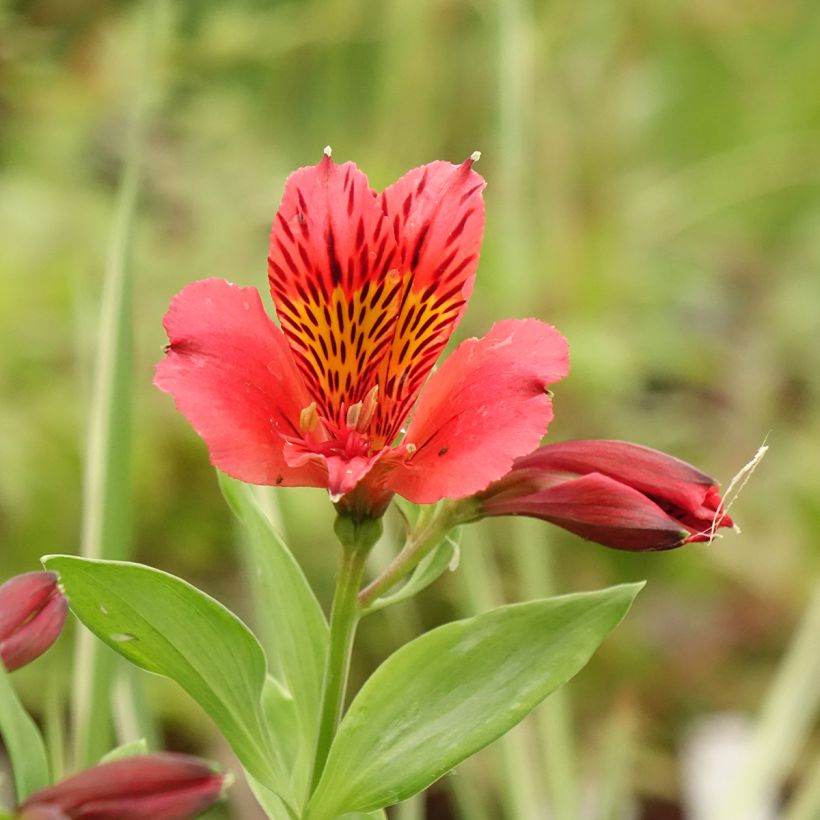 Alstroemeria Duchesses d'Anjou Elisabeth (Flowering)