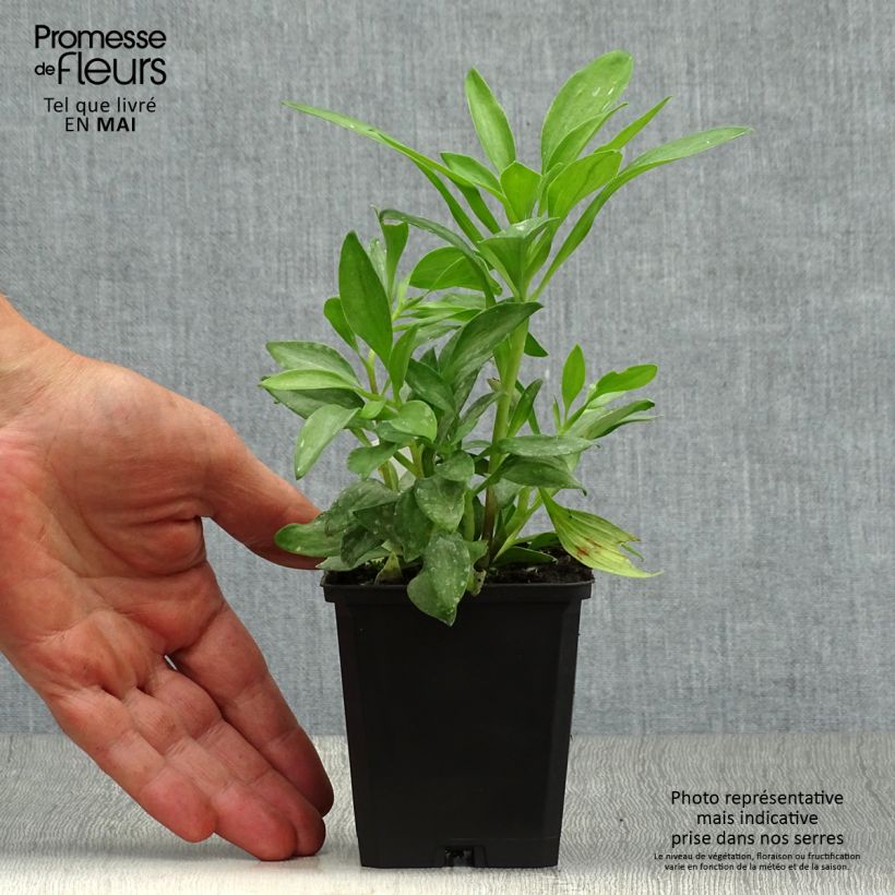 Alstroemeria Duchesses d'Anjou Isabelle 8/9 cm pot sample as delivered in spring