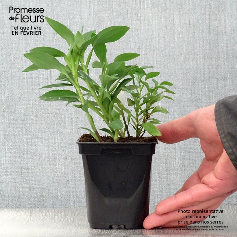 Alstroemeria Duchesses d'Anjou Marguerite 8/9 cm pot sample as delivered in winter