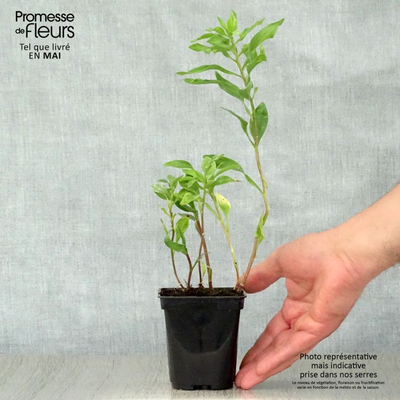 Alstroemeria Duchesses d'Anjou Marguerite 8/9 cm pot sample as delivered in spring