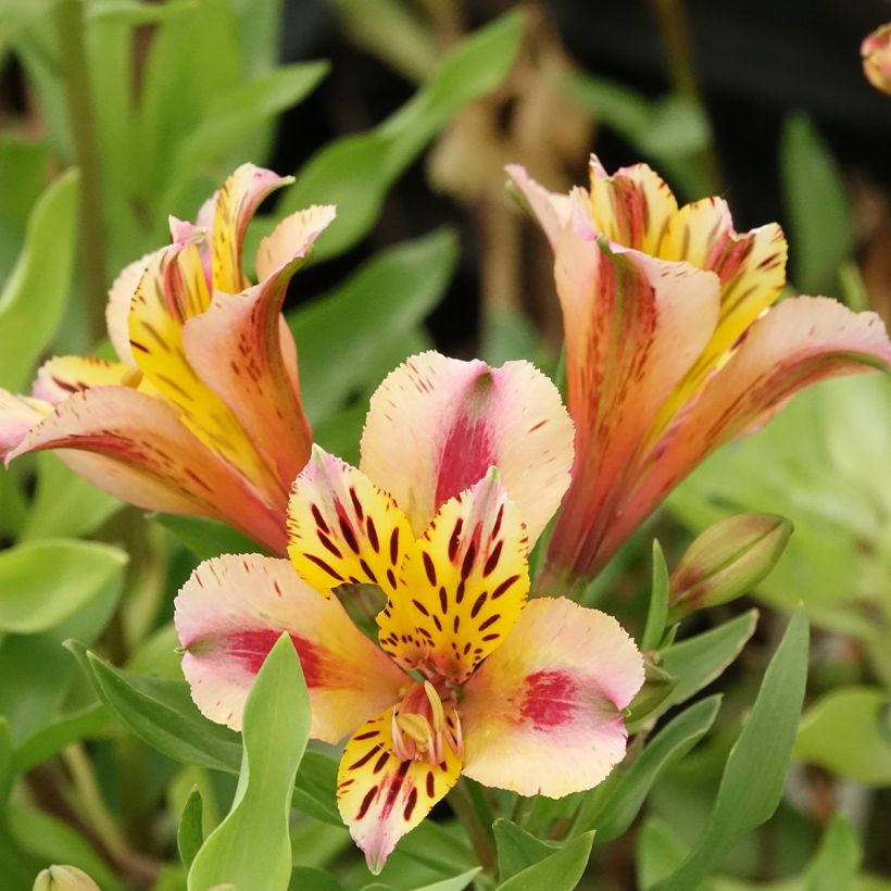 Alstroemeria Duchesses d'Anjou Marguerite (Flowering)