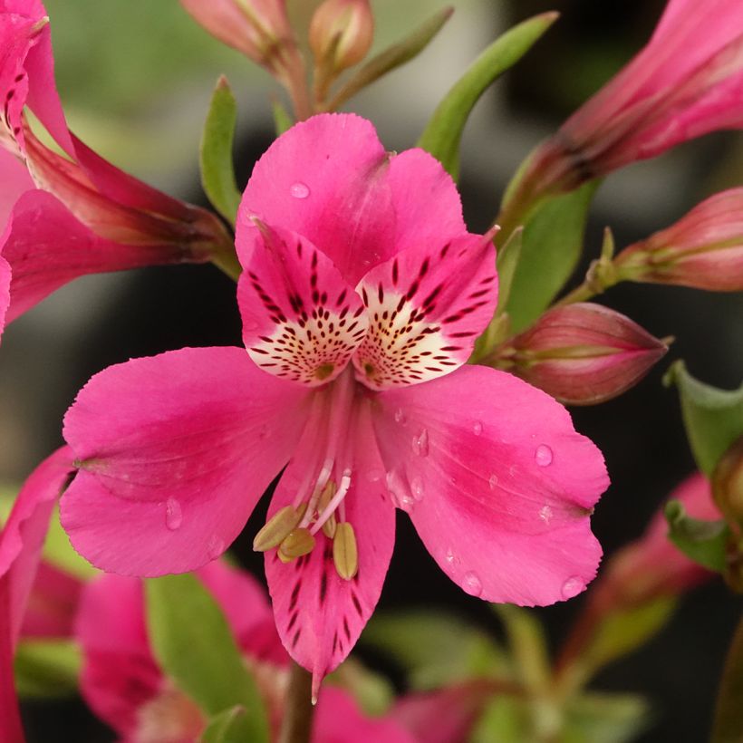 Alstroemeria Majestic Montsoreau (Flowering)