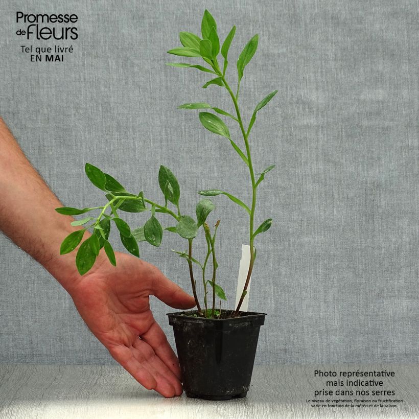 Alstroemeria Majestic Tiercé 8/9 cm pot sample as delivered in spring