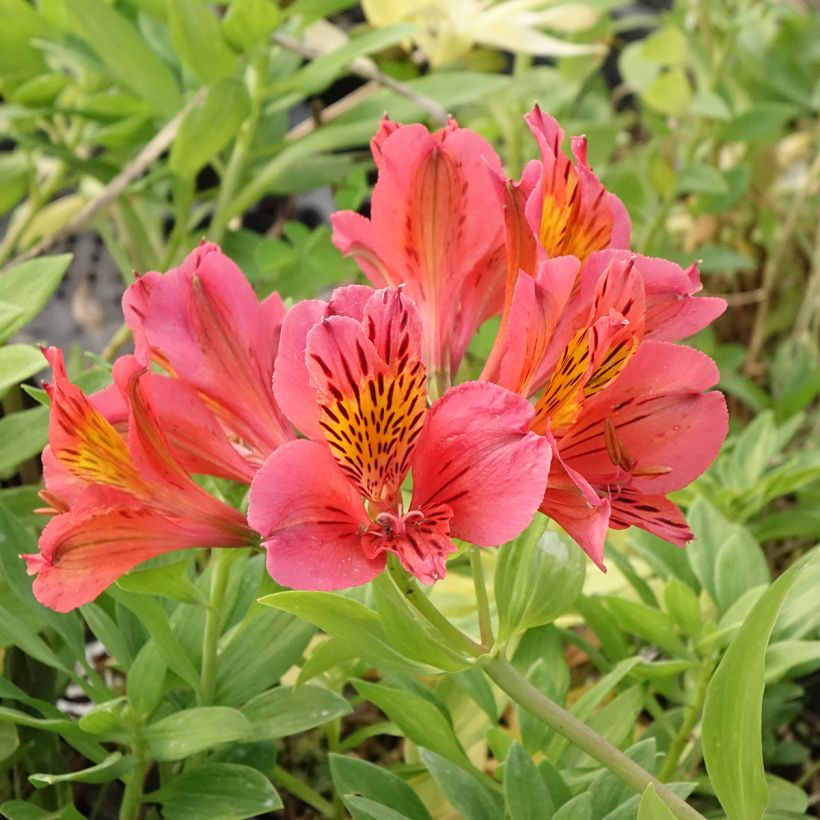 Alstroemeria Majestic Tiercé (Flowering)