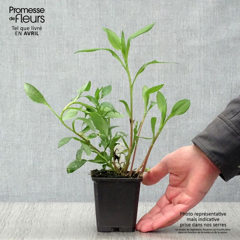 Alstroemeria Majestic Aubance 8/9 cm pot sample as delivered in spring