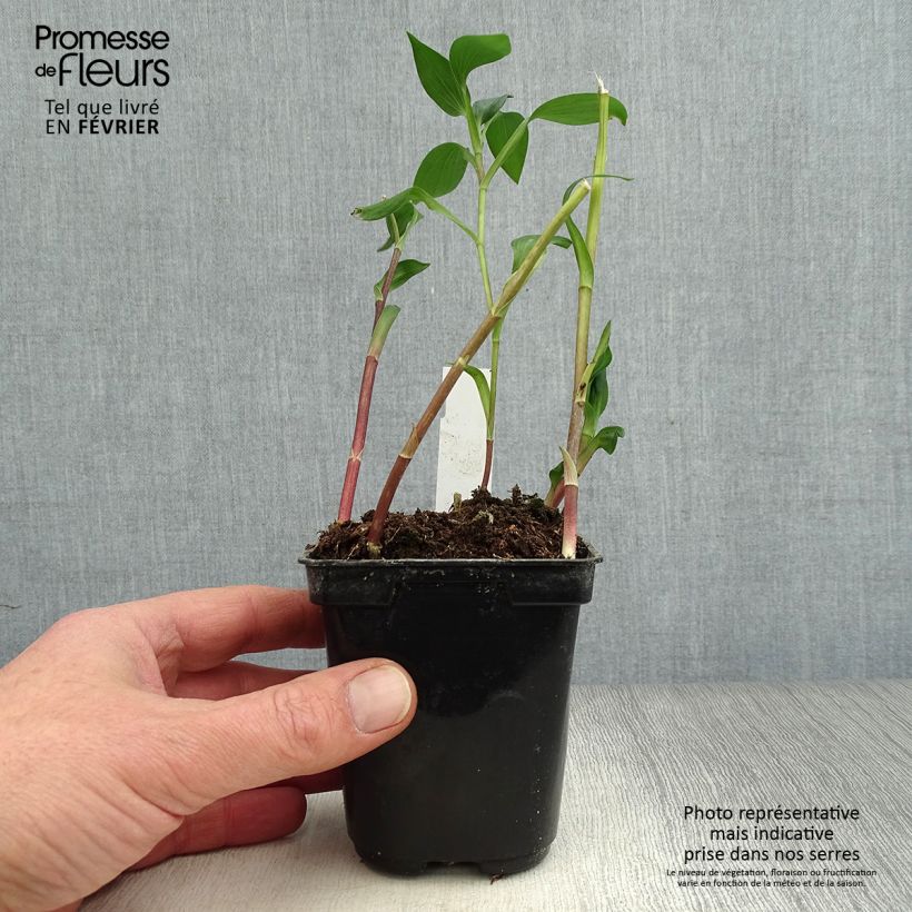 Alstroemeria Majestic Aubance 8/9 cm pot sample as delivered in winter