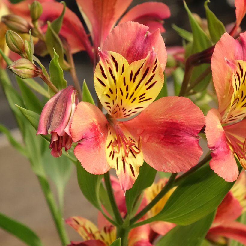 Alstroemeria Majestic Avrille (Flowering)