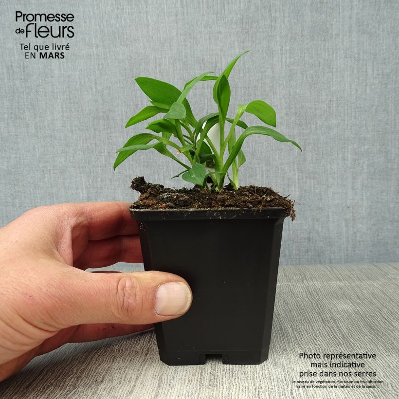 Alstroemeria Majestic Briancon 8/9 cm pot sample as delivered in spring