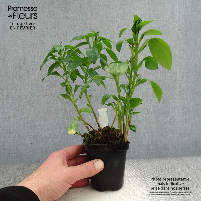 Alstroemeria Majestic Brissac 8/9 cm pot sample as delivered in winter