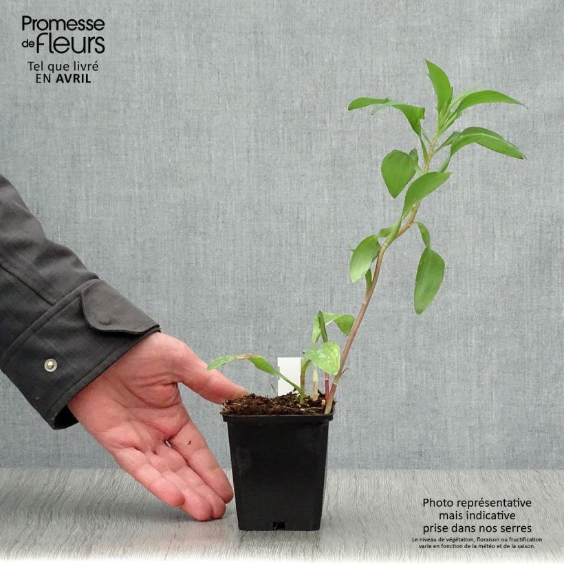 Alstroemeria Majestic Chinon 8/9 cm pot sample as delivered in spring