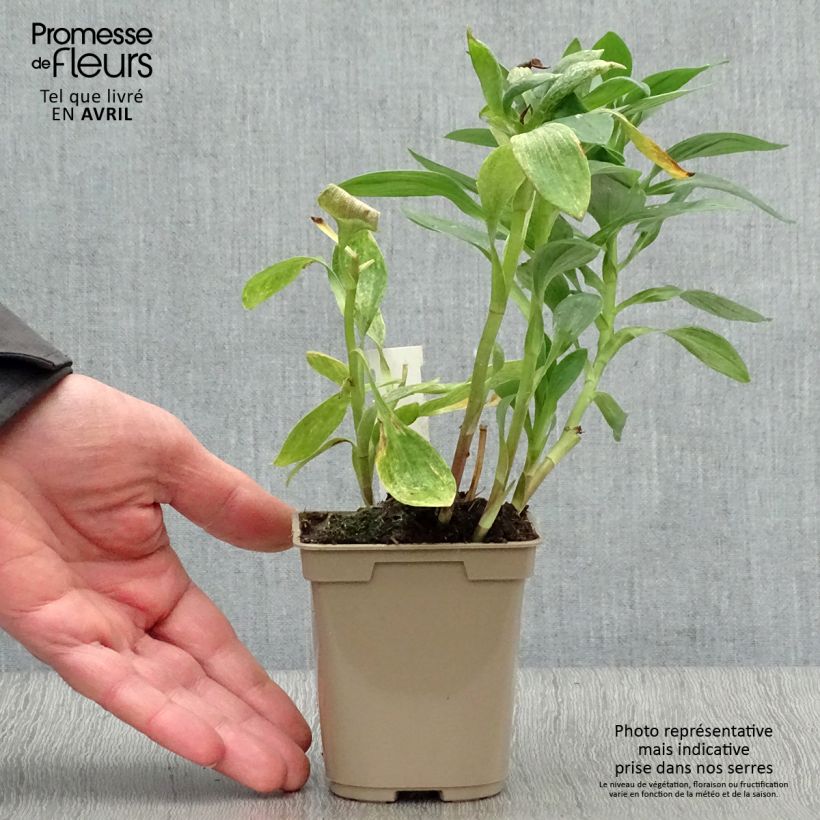 Alstroemeria Majestic Fougere 8/9 cm pot sample as delivered in spring