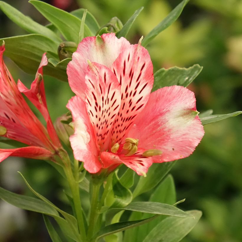 Alstroemeria Pitchounes Chloé (Flowering)