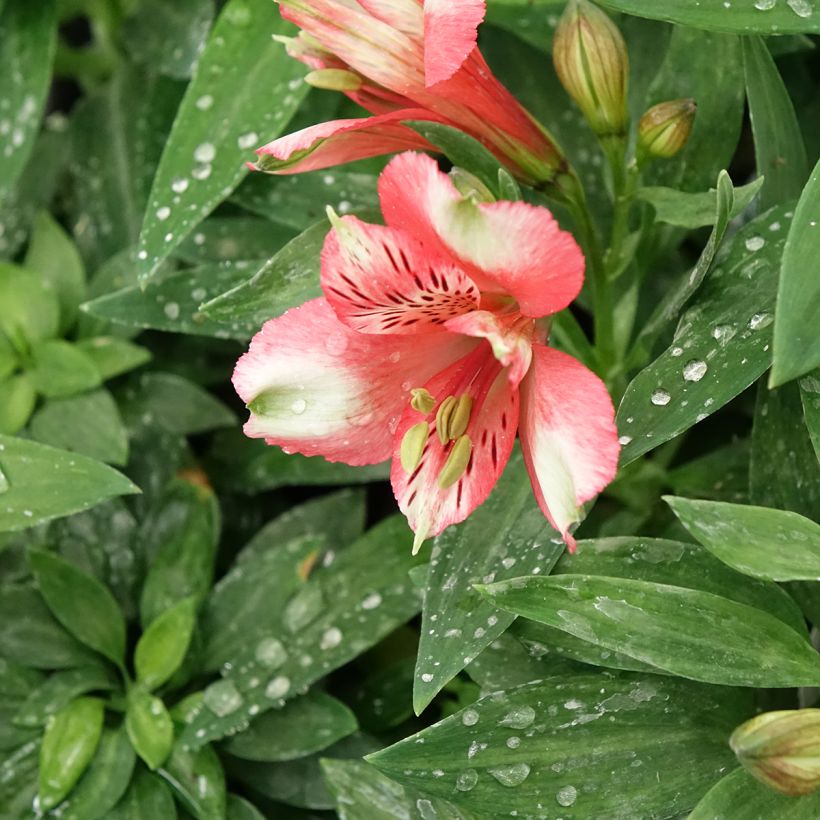 Alstroemeria Pitchounes Chloé (Flowering)
