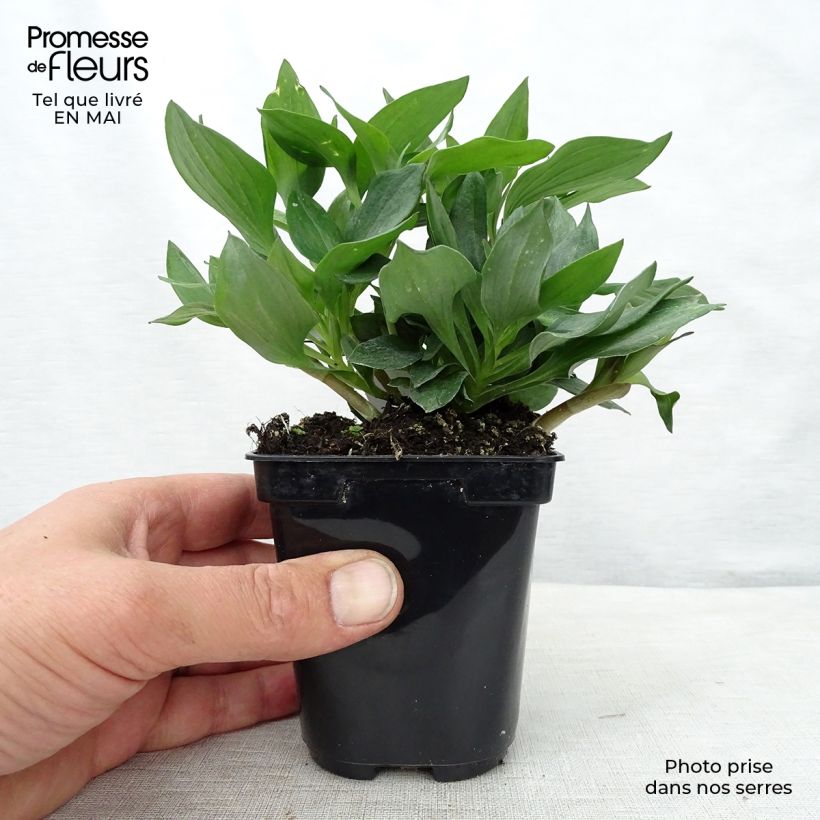 Alstroemeria Pitchounes Gaspard 8/9 cm pot sample as delivered in spring